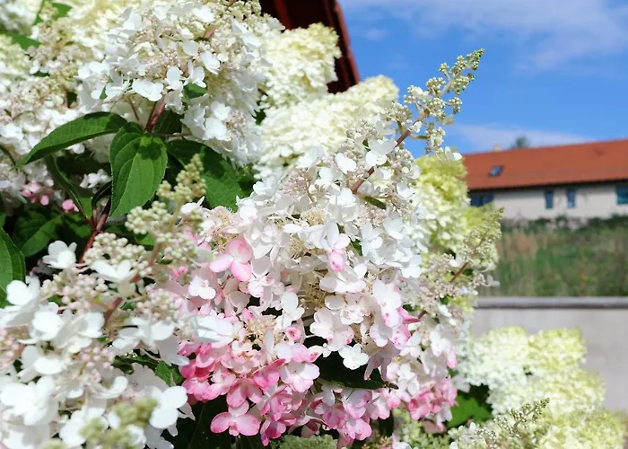 Hortenzie