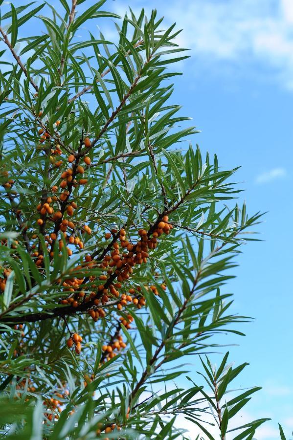 Hortenzie